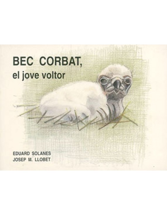 Bec corbat, el jove voltor